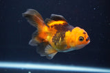 Thai Oranda  Red Black 4 Inch (ID#816To5a-49) Free2Day SHIPPING