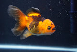 Thai Oranda  Red Black 4 Inch (ID#816To5a-49) Free2Day SHIPPING