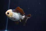 Short Body Thai Oranda  Panda 4 Inch (ID#0113T14b-103) Free2Day SHIPPING