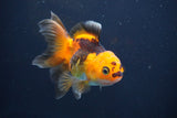 Thai Oranda  Red Black 4 Inch (ID#816To5a-49) Free2Day SHIPPING