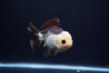 Short Body Thai Oranda  Panda 4 Inch (ID#0113T14b-103) Free2Day SHIPPING