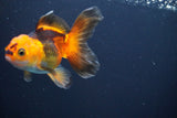 Thai Oranda  Red Black 4 Inch (ID#816To5a-49) Free2Day SHIPPING