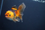 Thai Oranda  Red Black 4 Inch (ID#816To5a-49) Free2Day SHIPPING