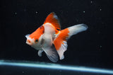 Ryukin Long Tail Red White 5 Inch (ID#325Ry8a-2) Free2Day SHIPPING