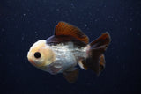 Short Body Thai Oranda  Panda 4 Inch (ID#0113T14b-103) Free2Day SHIPPING