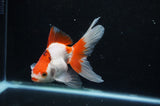 Ryukin Long Tail Red White 5 Inch (ID#325Ry8a-2) Free2Day SHIPPING