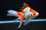 Ryukin Long Tail Red White 5 Inch (ID#325Ry8a-2) Free2Day SHIPPING