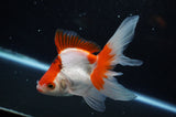 Ryukin Long Tail Red White 5 Inch (ID#325Ry8a-2) Free2Day SHIPPING