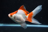 Ryukin Long Tail Red White 5 Inch (ID#325Ry8a-2) Free2Day SHIPPING