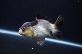 Short Body Thai Oranda  Panda 4 Inch (ID#0113T14b-105) Free2Day SHIPPING