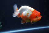 Lionchu  Red White 4.5 Inch (ID#1122R12a-93) Free2Day SHIPPING