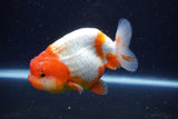 Lionchu  Red White 4.5 Inch (ID#1122R12a-93) Free2Day SHIPPING