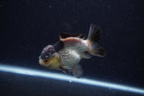 Short Body Thai Oranda  Panda 4 Inch (ID#0113T14b-105) Free2Day SHIPPING