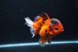 Short Body Thai Oranda  Calico 4 Inch (ID#0113T14b-108) Free2Day SHIPPING