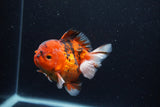 Short Body Thai Oranda  Calico 4 Inch (ID#0113T14b-108) Free2Day SHIPPING