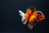 Short Body Thai Oranda  Calico 4 Inch (ID#0113T14b-108) Free2Day SHIPPING