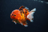 Short Body Thai Oranda  Calico 4 Inch (ID#0113T14b-108) Free2Day SHIPPING