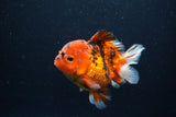 Short Body Thai Oranda  Calico 4 Inch (ID#0113T14b-108) Free2Day SHIPPING