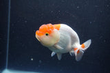 Juvenile Lionchu  Red White 3.5 Inch (ID#211R11b-8) Free2Day SHIPPING