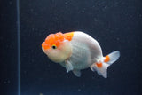 Juvenile Lionchu  Red White 3.5 Inch (ID#211R11b-8) Free2Day SHIPPING