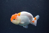 Juvenile Lionchu  Red White 3.5 Inch (ID#211R11b-8) Free2Day SHIPPING