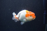 Juvenile Lionchu  Red White 3.5 Inch (ID#211R11b-8) Free2Day SHIPPING