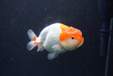 Juvenile Lionchu  Red White 3.5 Inch (ID#211R11b-8) Free2Day SHIPPING