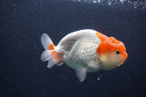 Juvenile Lionchu  Red White 3.5 Inch (ID#211R11b-8) Free2Day SHIPPING