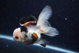 Thai Oranda  Tricolor 4.5 Inch (ID#0110T1a-55) Free2Day SHIPPING