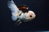 Thai Oranda  Tricolor 4.5 Inch (ID#0110T1a-55) Free2Day SHIPPING