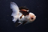 Thai Oranda  Tricolor 4.5 Inch (ID#0110T1a-55) Free2Day SHIPPING