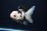 Thai Oranda  Tricolor 4.5 Inch (ID#0110T1a-55) Free2Day SHIPPING