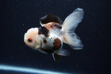 Thai Oranda  Tricolor 4.5 Inch (ID#0110T1a-55) Free2Day SHIPPING