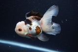 Thai Oranda  Tricolor 4.5 Inch (ID#0110T1a-55) Free2Day SHIPPING