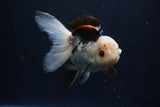 Thai Oranda  Tricolor 4.5 Inch (ID#0110T1a-55) Free2Day SHIPPING