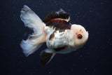 Thai Oranda  Tricolor 4.5 Inch (ID#0110T1a-55) Free2Day SHIPPING