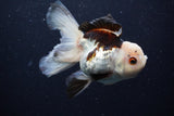 Thai Oranda  Tricolor 4.5 Inch (ID#0110T1a-55) Free2Day SHIPPING