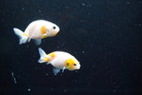 2Pack Thai Ranchu   2 Inch (ID#913ToPtD-35) Free2Day SHIPPING