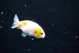 2Pack Thai Ranchu   2 Inch (ID#913ToPtD-35) Free2Day SHIPPING