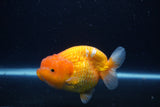 Lionchu  Red White 4.5 Inch (ID#1126R12a-92) Free2Day SHIPPING