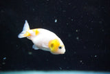 2Pack Thai Ranchu   2 Inch (ID#913ToPtD-35) Free2Day SHIPPING