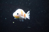 2Pack Thai Ranchu   2 Inch (ID#913ToPtD-35) Free2Day SHIPPING