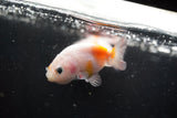 2Pack Thai Ranchu   2 Inch (ID#913ToPtD-35) Free2Day SHIPPING