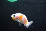 2Pack Thai Ranchu   2 Inch (ID#913ToPtD-35) Free2Day SHIPPING