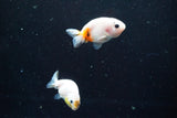 2Pack Thai Ranchu   2 Inch (ID#913ToPtD-36) Free2Day SHIPPING