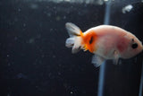 2Pack Thai Ranchu   2 Inch (ID#913ToPtD-36) Free2Day SHIPPING