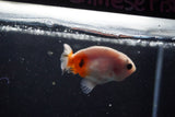 2Pack Thai Ranchu   2 Inch (ID#913ToPtD-36) Free2Day SHIPPING