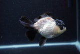 Thai Oranda  Panda 4.5 Inch (ID#0110T1a-59) Free2Day SHIPPING