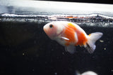 2Pack Thai Ranchu   2 Inch (ID#913ToPtD-36) Free2Day SHIPPING