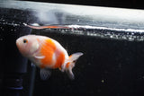 2Pack Thai Ranchu   2 Inch (ID#913ToPtD-36) Free2Day SHIPPING